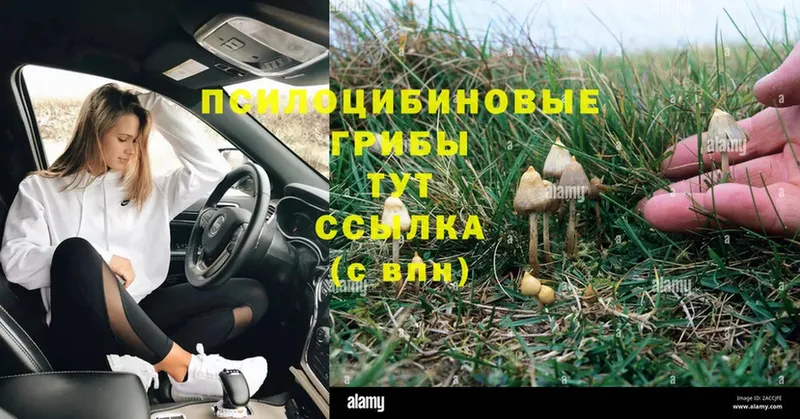 закладки  Россошь  Галлюциногенные грибы Cubensis 